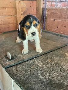 Beagle Puppies - Photo 3