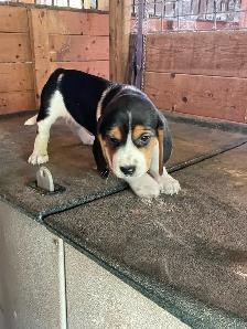 Beagle Puppies - Photo 4