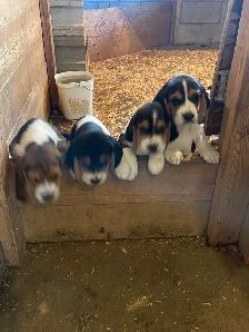 Beagle Puppies - Photo 5