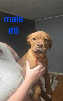 bull mastif/rotti 4 month old - Photo 6