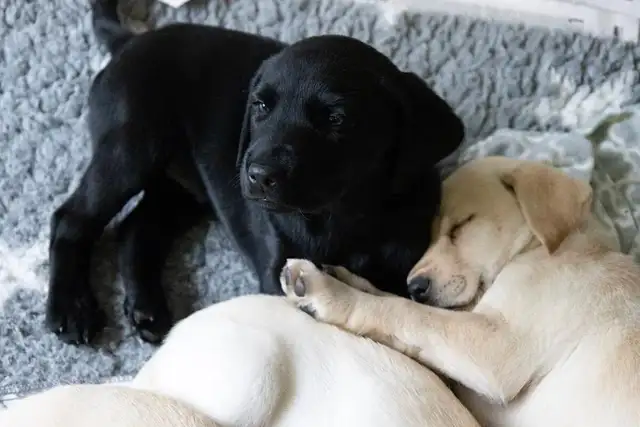 Puppies to a good home