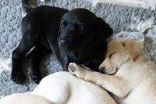 Puppies to a good home