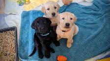 Puppies to a good home - Photo 2
