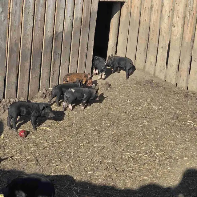 berkshire x tamworth piglets