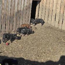 berkshire x tamworth piglets