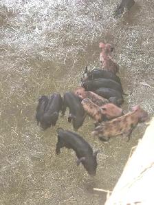 berkshire x tamworth piglets - Photo 3