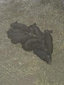 berkshire x tamworth piglets - Photo 4