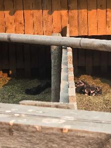 berkshire x tamworth piglets - Photo 5