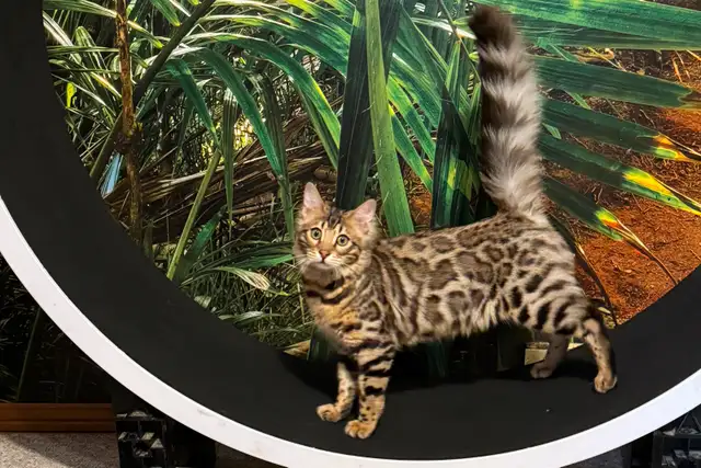 Quality Bengal Kittens - Brown, Silver, Cashmere, TICA