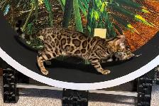 Quality Bengal Kittens - Brown, Silver, Cashmere, TICA - Photo 7
