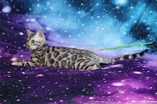 Quality Bengal Kittens - Brown, Silver, Cashmere, TICA - Photo 10