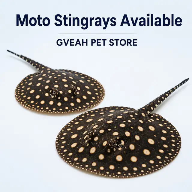 Moto Stingray