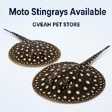 Moto Stingray