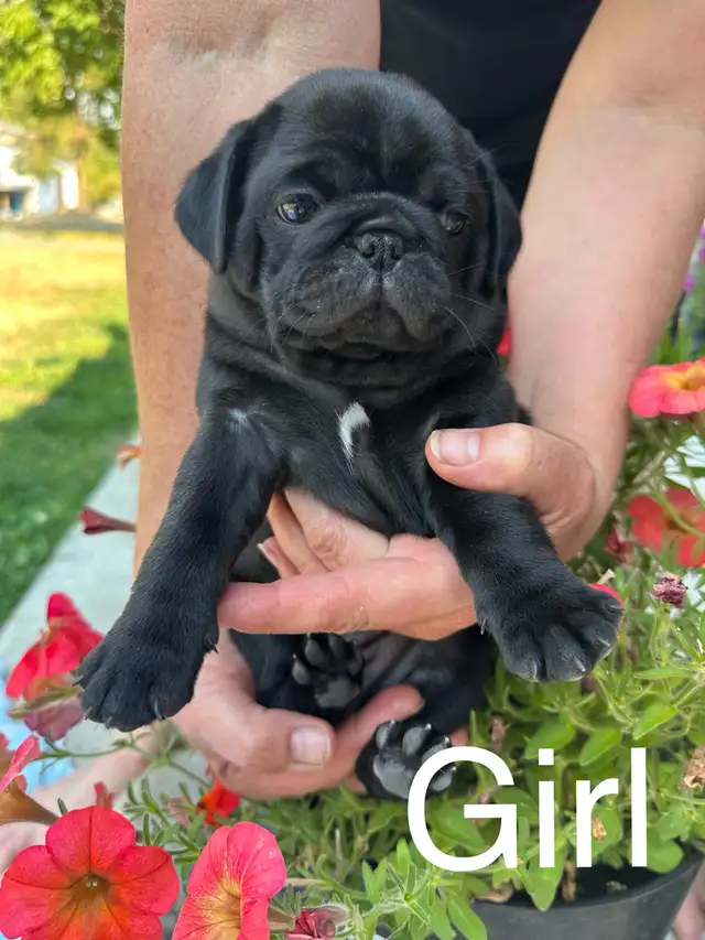 Pug puppies! 1 black female left!