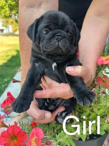 Pug puppies! 1 black female left!