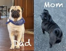 Pug puppies! 1 black female left! - Photo 2