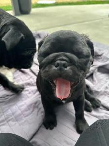Pug puppies! 1 black female left! - Photo 3