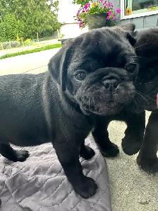 Pug puppies! 1 black female left! - Photo 4