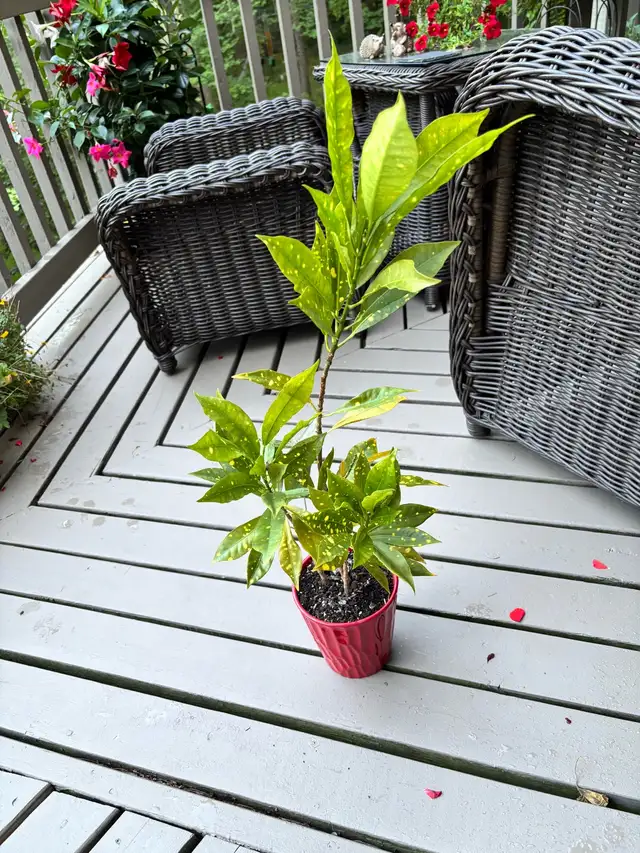 Free house plant with nice red pot included