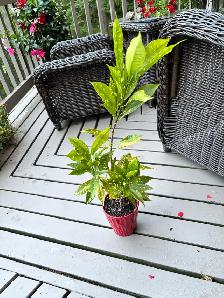 Free house plant with nice red pot included
