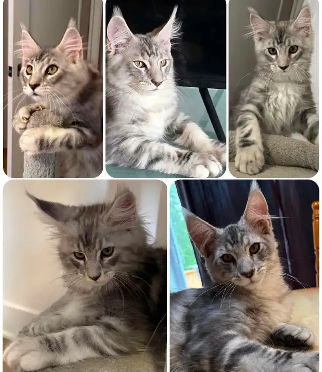 Maine coon