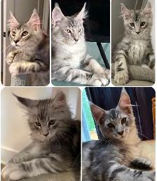 Maine coon