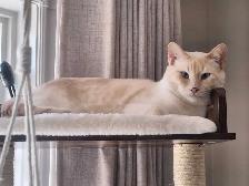 Siamois flame point castré