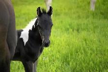 Fancy 2026 APHA colt