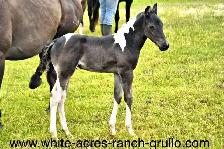 Fancy 2026 APHA colt - Photo 2