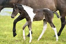 Fancy 2026 APHA colt - Photo 3