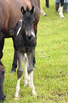 Fancy 2026 APHA colt - Photo 4