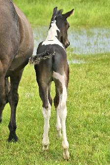 Fancy 2026 APHA colt - Photo 5