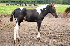 Fancy 2026 APHA colt - Photo 6