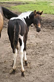 Fancy 2026 APHA colt - Photo 7