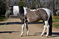Fancy 2026 APHA colt - Photo 8