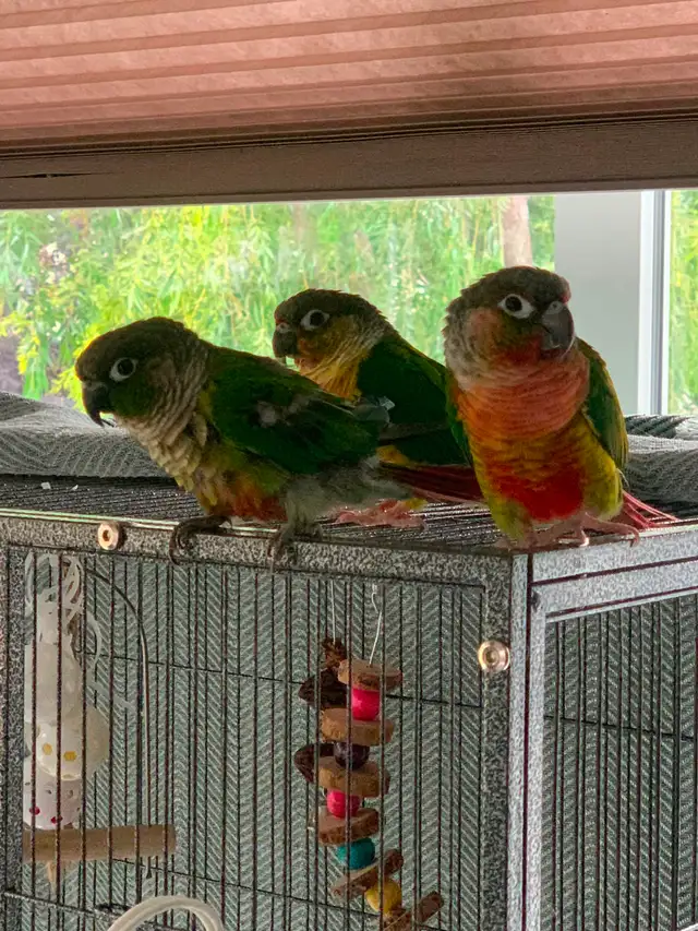 3 Conures