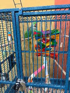 3 Conures - Photo 4