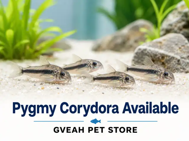 Pygmy Corydora