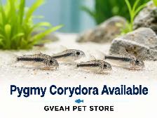 Pygmy Corydora
