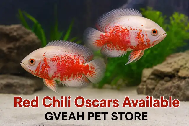Chili Oscar