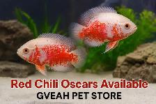 Chili Oscar