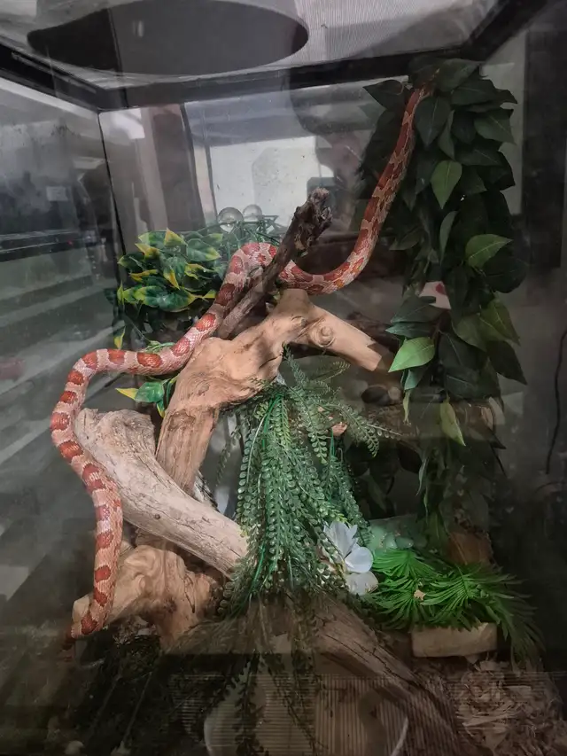 Male hypo corn snake