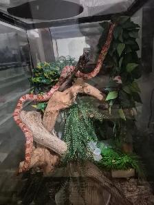 Male hypo corn snake