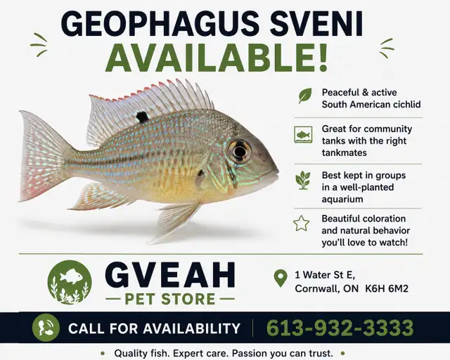 Geophagus Sveni