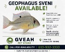 Geophagus Sveni