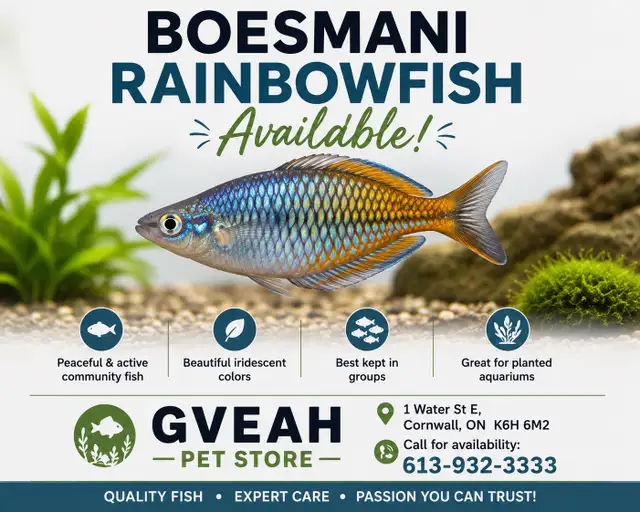 Boesmani Rainbowfish