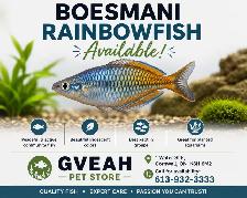 Boesmani Rainbowfish
