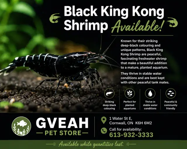 Black King Kong Shrimp