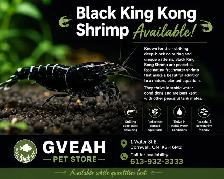 Black King Kong Shrimp