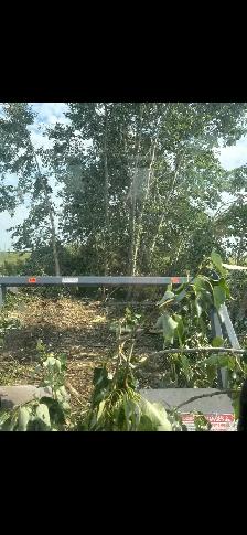 land clearing - Photo 6